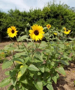Live Yellow Sunflower Plant - 3-6 Inch Tall Annual, 3-Inch Pot, Outdoor - Image 2