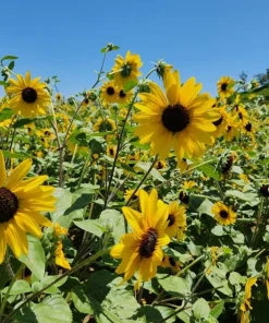 Live Yellow Sunflower Plant - 3-6 Inch Tall Annual, 3-Inch Pot, Outdoor - Image 3