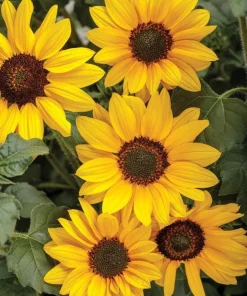Live Yellow Sunflower Plant - 3-6 Inch Tall Annual, 3-Inch Pot, Outdoor - Image 4