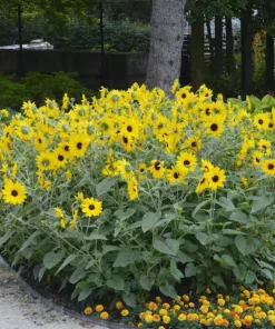 Live Yellow Sunflower Plant - 3-6 Inch Tall Annual, 3-Inch Pot, Outdoor - Image 5