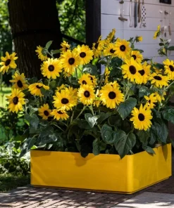 Live Yellow Sunflower Plant - 3-6 Inch Tall Annual, 3-Inch Pot, Outdoor - Image 7
