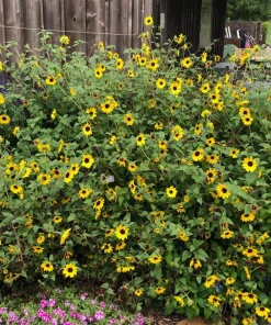 Live Yellow Sunflower Plant - 3-6 Inch Tall Annual, 3-Inch Pot, Outdoor - Image 8