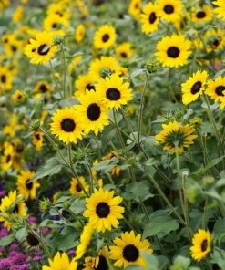 Live Yellow Sunflower Plant - 3-6 Inch Tall Annual, 3-Inch Pot, Outdoor - Image 9