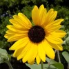 Live Yellow Sunflower Plant - 3-6 Inch Tall Annual, 3-Inch Pot, Outdoor - Image 1