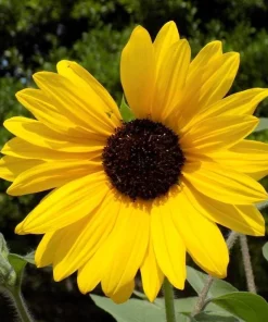 Live Yellow Sunflower Plant - 3-6 Inch Tall Annual, 3-Inch Pot, Outdoor - Image 1