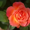 Livin' Easy Rose Bush - Everblooming Floribunda Live Plant - Citrus Fragrance - 4 inch Pot - Image 1