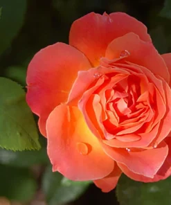 Livin' Easy Rose Bush - Everblooming Floribunda Live Plant - Citrus Fragrance - 4 inch Pot - Image 1