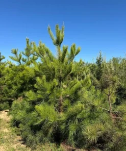 Loblolly Pine Tree Live Plant - Fast Growing Evergreen, 8-12in Tall, 3in Pot, Outdoor - Image 3