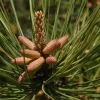 Loblolly Pine Tree Live Plant - Fast Growing Evergreen, 8-12in Tall, 3in Pot, Outdoor - Image 1