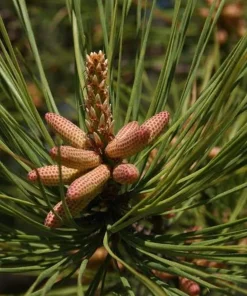 Loblolly Pine Tree Live Plant - Fast Growing Evergreen, 8-12in Tall, 3in Pot, Outdoor - Image 1