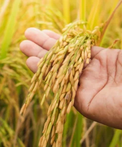 Long Grain Rice Seeds - Brown & White Oryza Sativa - 100 Seeds - Image 2