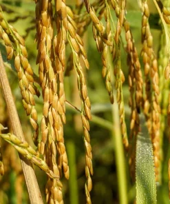 Long Grain Rice Seeds - Brown & White Oryza Sativa - 100 Seeds - Image 3