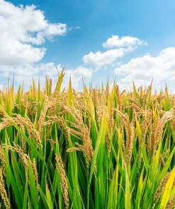 Long Grain Rice Seeds - Brown & White Oryza Sativa - 100 Seeds - Image 4