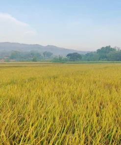 Long Grain Rice Seeds - Brown & White Oryza Sativa - 100 Seeds - Image 5