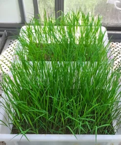 Long Grain Rice Seeds - Brown & White Oryza Sativa - 100 Seeds - Image 6