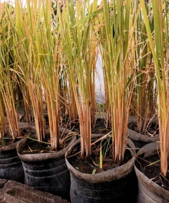 Long Grain Rice Seeds - Brown & White Oryza Sativa - 100 Seeds - Image 7