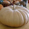 Long Island Cheese Pumpkin Seeds - Heirloom Vegetable - 20 Seeds - Image 1