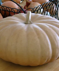 Long Island Cheese Pumpkin Seeds - Heirloom Vegetable - 20 Seeds - Image 1