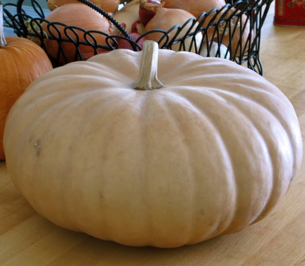 Long Island Cheese Pumpkin Seeds - Heirloom Vegetable - 20 Seeds - Image 1