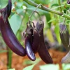 Long Purple Eggplant Seeds - 1000 Count Solanum Melongena Esculentum - Image 1