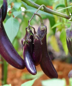 Long Purple Eggplant Seeds - 1000 Count Solanum Melongena Esculentum - Image 1