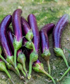 Long Purple Eggplant Seeds - 1000 Count Solanum Melongena Esculentum - Image 2
