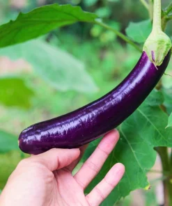 Long Purple Eggplant Seeds - 1000 Count Solanum Melongena Esculentum - Image 3