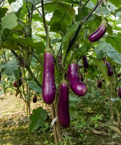 Long Purple Eggplant Seeds - 1000 Count Solanum Melongena Esculentum - Image 4