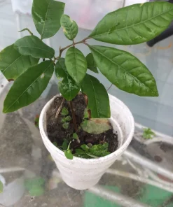 Longan Dimocarpus Live Fruit Tree - Tropical Plant 5-8 inches Tall Outdoor - Image 2