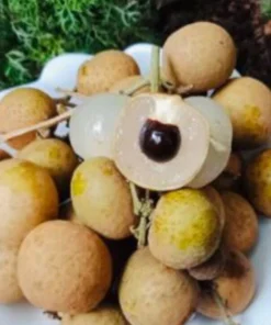 Longan Dimocarpus Live Fruit Tree - Tropical Plant 5-8 inches Tall Outdoor - Image 3