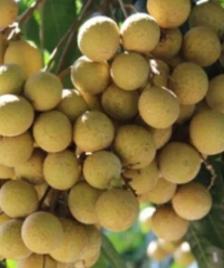 Longan Dimocarpus Live Fruit Tree - Tropical Plant 5-8 inches Tall Outdoor - Image 4