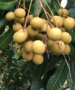 Longan Dimocarpus Live Fruit Tree - Tropical Plant 5-8 inches Tall Outdoor - Image 5