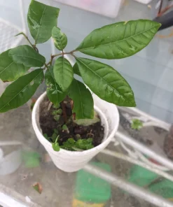 Longan Dimocarpus Live Fruit Tree - Tropical Plant 5-8 inches Tall Outdoor - Image 9