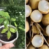 Longan Dimocarpus Live Fruit Tree - Tropical Plant 5-8 inches Tall Outdoor - Image 1