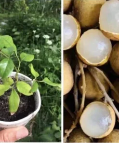 Longan Dimocarpus Live Fruit Tree - Tropical Plant 5-8 inches Tall Outdoor - Image 1