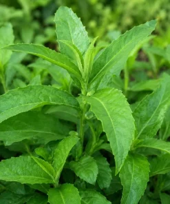 Longevity Spinach Live Plant - Tropical Edible Herb, Gynura Procumbens, 4-6 Inch Tall - Image 2