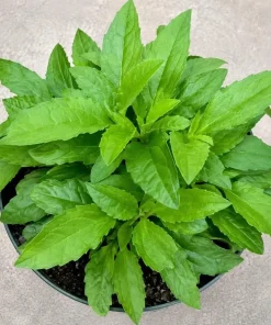 Longevity Spinach Live Plant - Tropical Edible Herb, Gynura Procumbens, 4-6 Inch Tall - Image 3