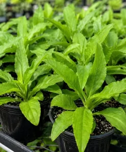 Longevity Spinach Live Plant - Tropical Edible Herb, Gynura Procumbens, 4-6 Inch Tall - Image 4