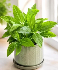 Longevity Spinach Live Plant - Tropical Edible Herb, Gynura Procumbens, 4-6 Inch Tall - Image 5