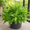 Longevity Spinach Live Plant - Tropical Edible Herb, Gynura Procumbens, 4-6 Inch Tall - Image 1