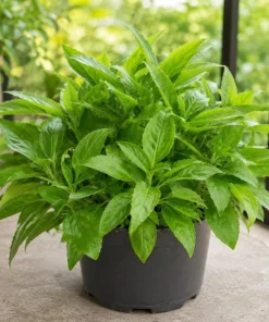 Longevity Spinach Live Plant - Tropical Edible Herb, Gynura Procumbens, 4-6 Inch Tall - Image 1