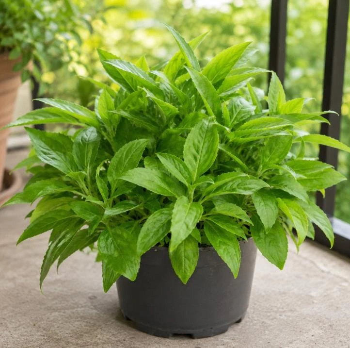 Longevity Spinach Live Plant - Tropical Edible Herb, Gynura Procumbens, 4-6 Inch Tall - Image 1