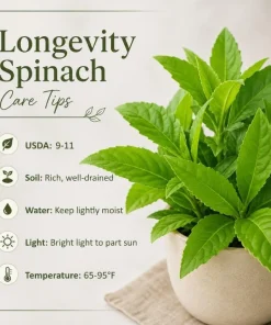 Longevity Spinach Live Plant - Tropical Edible Herb, Gynura Procumbens, 4-6 Inch Tall - Image 6