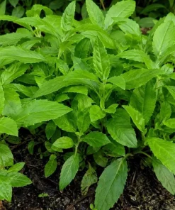 Longevity Spinach Live Plant - Tropical Edible Herb, Gynura Procumbens, 4-6 Inch Tall - Image 7