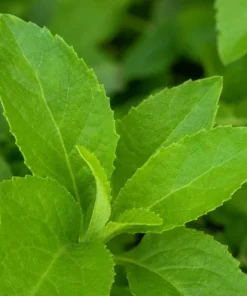 Longevity Spinach Live Plant - Tropical Edible Herb, Gynura Procumbens, 4-6 Inch Tall - Image 8