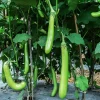 Louisiana Long Green Eggplant Seeds - 25 Solanum Melongena Fruit Vegetable Seeds - Image 1