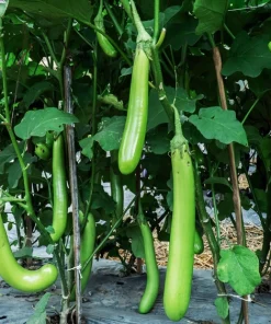 Louisiana Long Green Eggplant Seeds - 25 Solanum Melongena Fruit Vegetable Seeds - Image 1