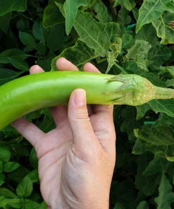 Louisiana Long Green Eggplant Seeds - 25 Solanum Melongena Fruit Vegetable Seeds - Image 4