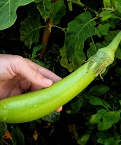 Louisiana Long Green Eggplant Seeds - 25 Solanum Melongena Fruit Vegetable Seeds - Image 5