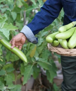 Louisiana Long Green Eggplant Seeds - 25 Solanum Melongena Fruit Vegetable Seeds - Image 6